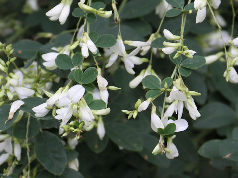Lespedeza thunbergii var. albiflora