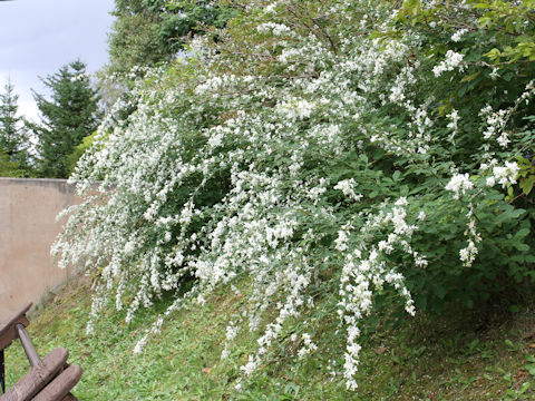 Lespedeza thunbergii var. albiflora