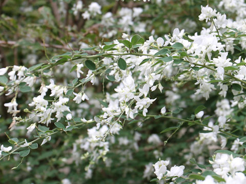 Lespedeza thunbergii var. albiflora