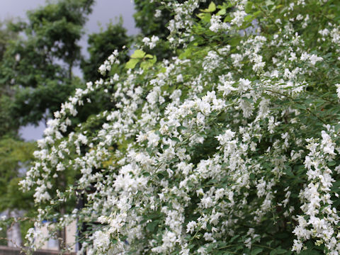 Lespedeza thunbergii var. albiflora