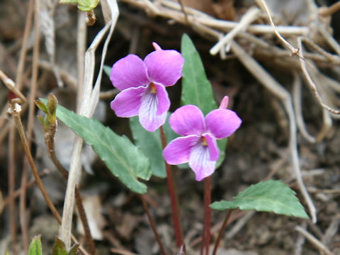 Viola violacea