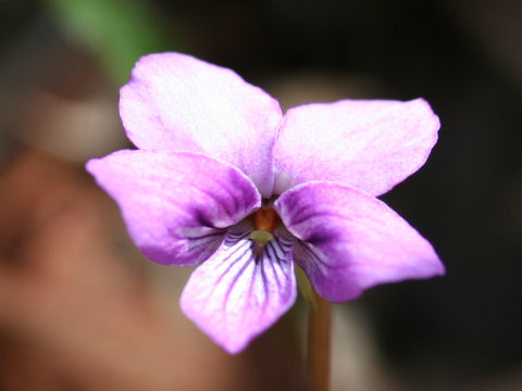 Viola violacea