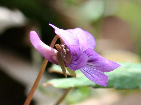 Viola violacea