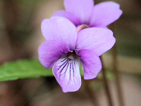 Viola violacea