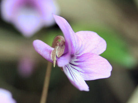 Viola violacea