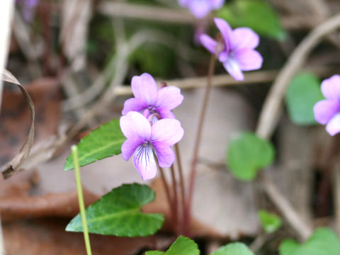 Viola violacea