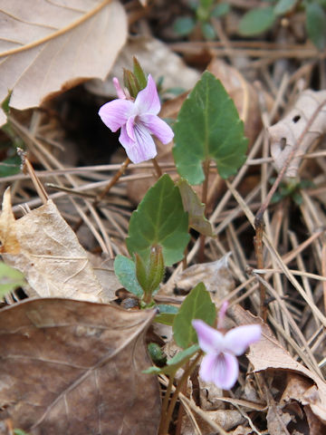 Viola violacea