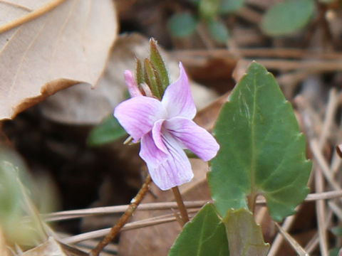 Viola violacea