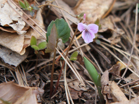 Viola violacea