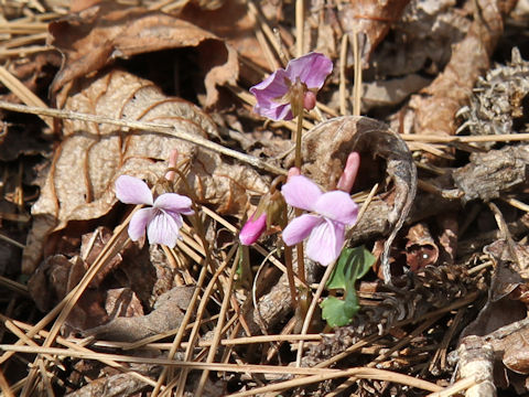 Viola violacea