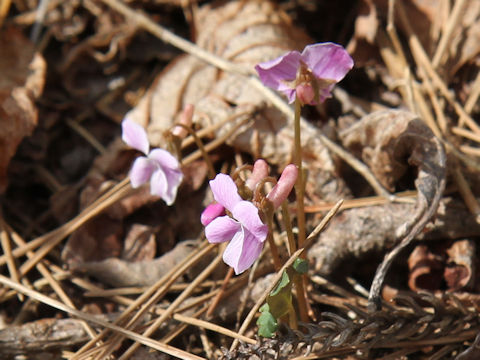 Viola violacea