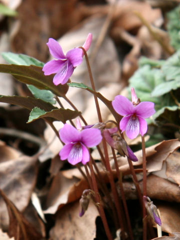 Viola violacea