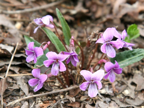 Viola violacea