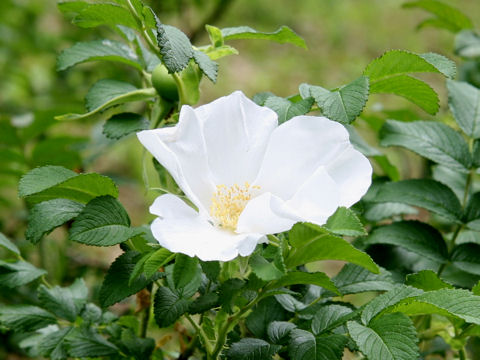 Rosa rugosa f. alba