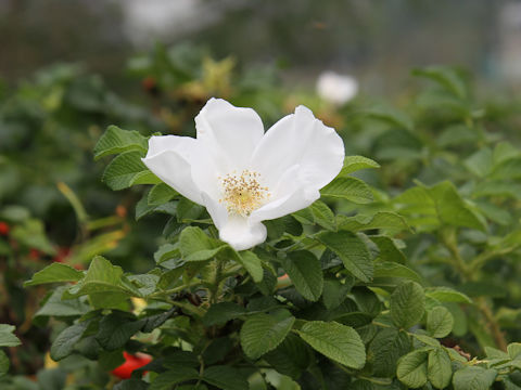 Rosa rugosa f. alba