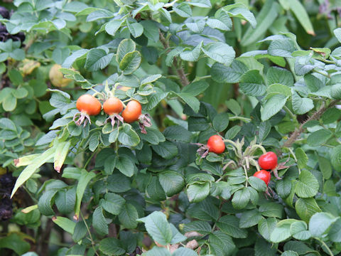 Rosa rugosa f. alba