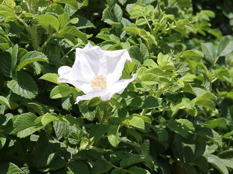 Rosa rugosa f. alba