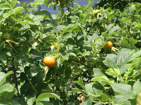 Rosa rugosa f. alba