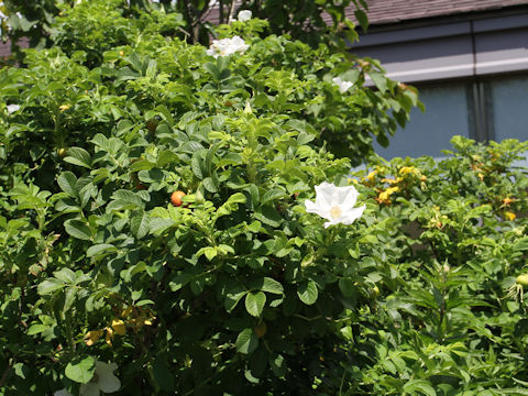 Rosa rugosa f. alba