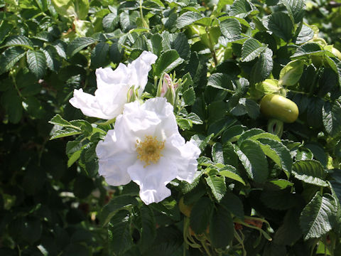 Rosa rugosa f. alba