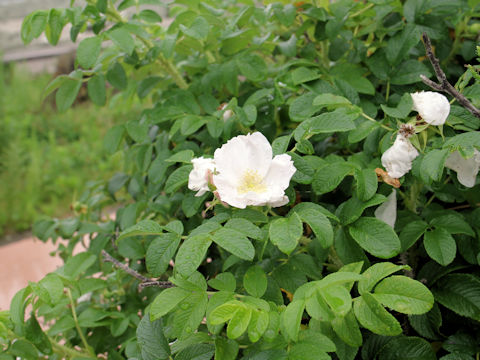 Rosa rugosa f. alba