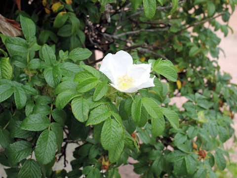 Rosa rugosa f. alba