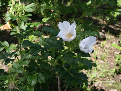 Rosa rugosa f. alba