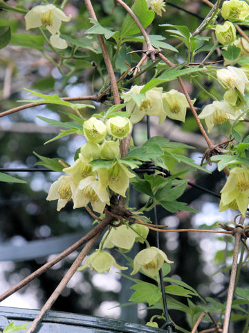 Clematis williamsii