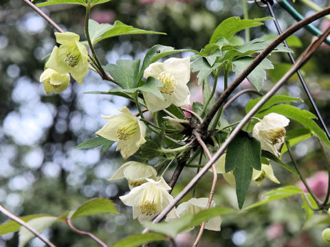Clematis williamsii
