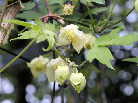 Clematis williamsii