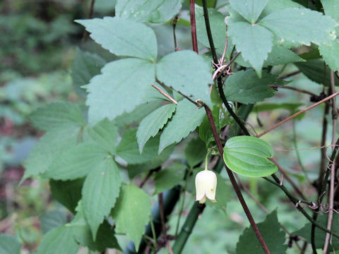 Clematis williamsii