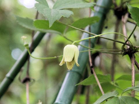 Clematis williamsii