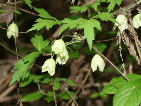 Clematis williamsii