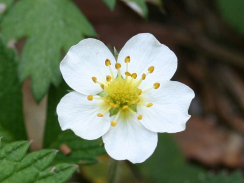 Fragaria nipponica