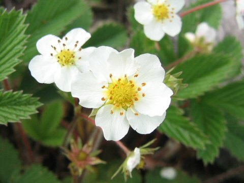 シロバナノヘビイチゴ Fragaria Nipponica