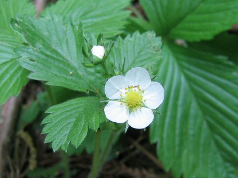 Fragaria nipponica