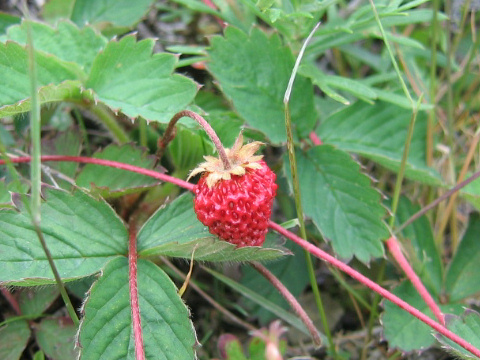 Fragaria nipponica