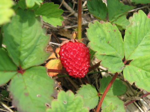 Fragaria nipponica