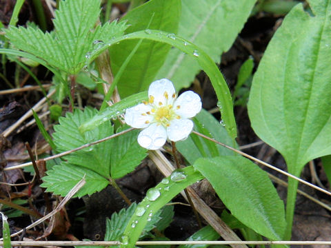 Fragaria nipponica