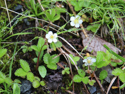 Fragaria nipponica