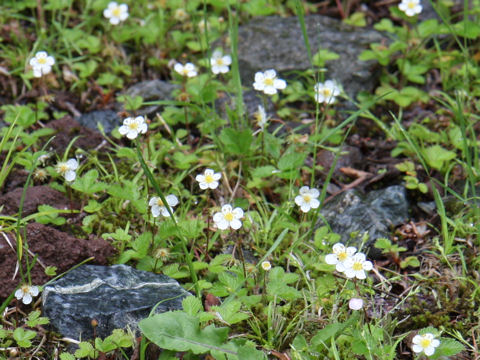 Fragaria nipponica