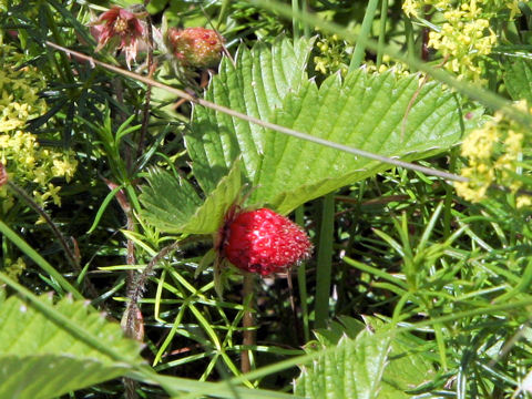 Fragaria nipponica