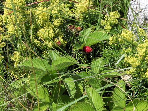 Fragaria nipponica