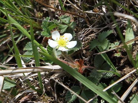 Fragaria nipponica