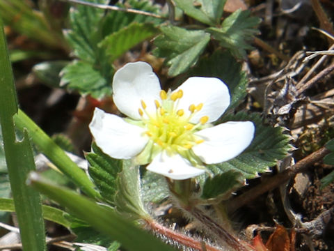 Fragaria nipponica