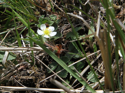 Fragaria nipponica