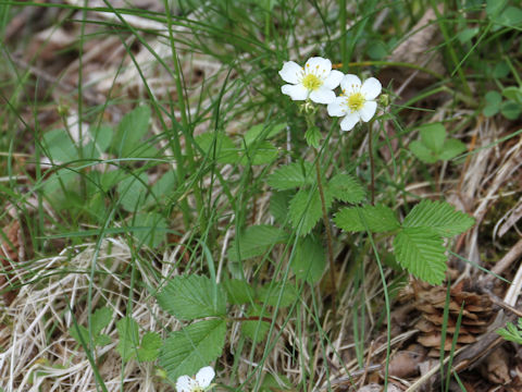 Fragaria nipponica