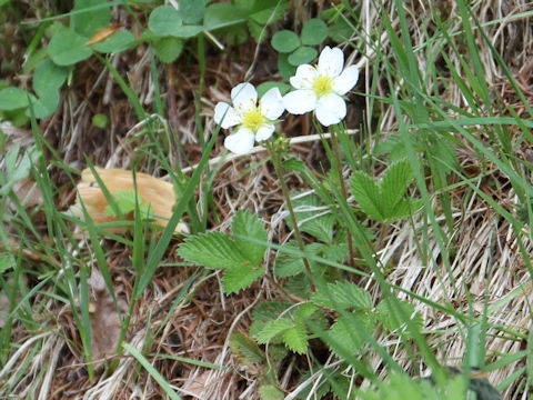 Fragaria nipponica