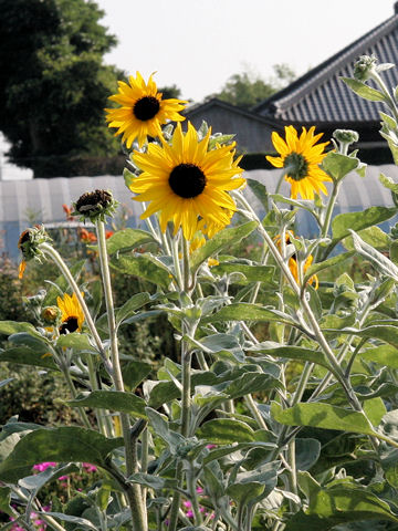 Helianthus argophyllus