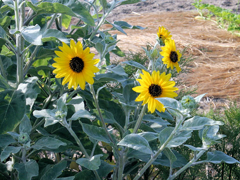 Helianthus argophyllus